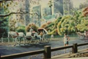 cp_horses