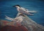 Tern