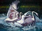 SwansSp