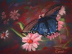 the butterfly