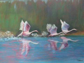 3swans