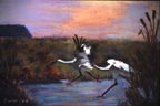 herons